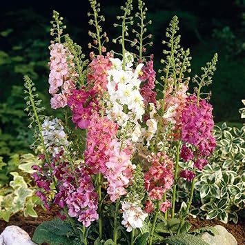 Flower Seeds, Seeds for Planting, Plant Seeds