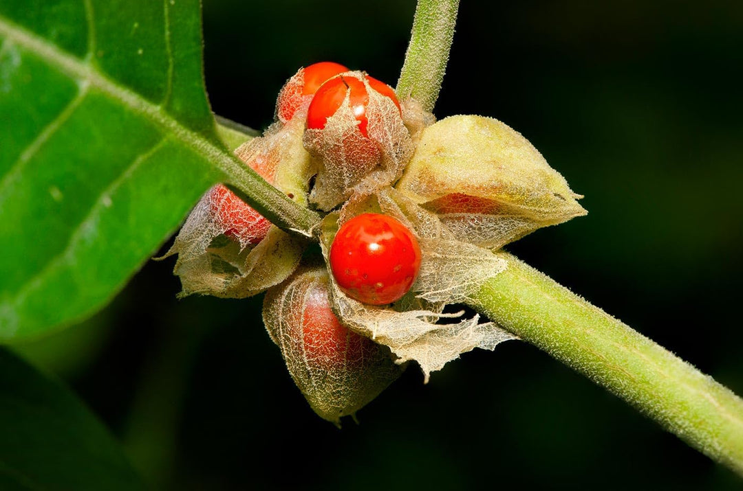 ashwagandha plant seeds Heirloom Non-GMO Ashwagandha Herb Seeds – Neeraseeds