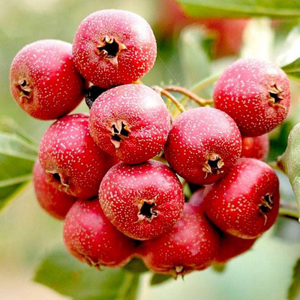 English Hawthorn Seeds Crataegus Laevigata Fruit Seeds for Planting - a Hardy, Tropical Tree, Heirloom Seeds