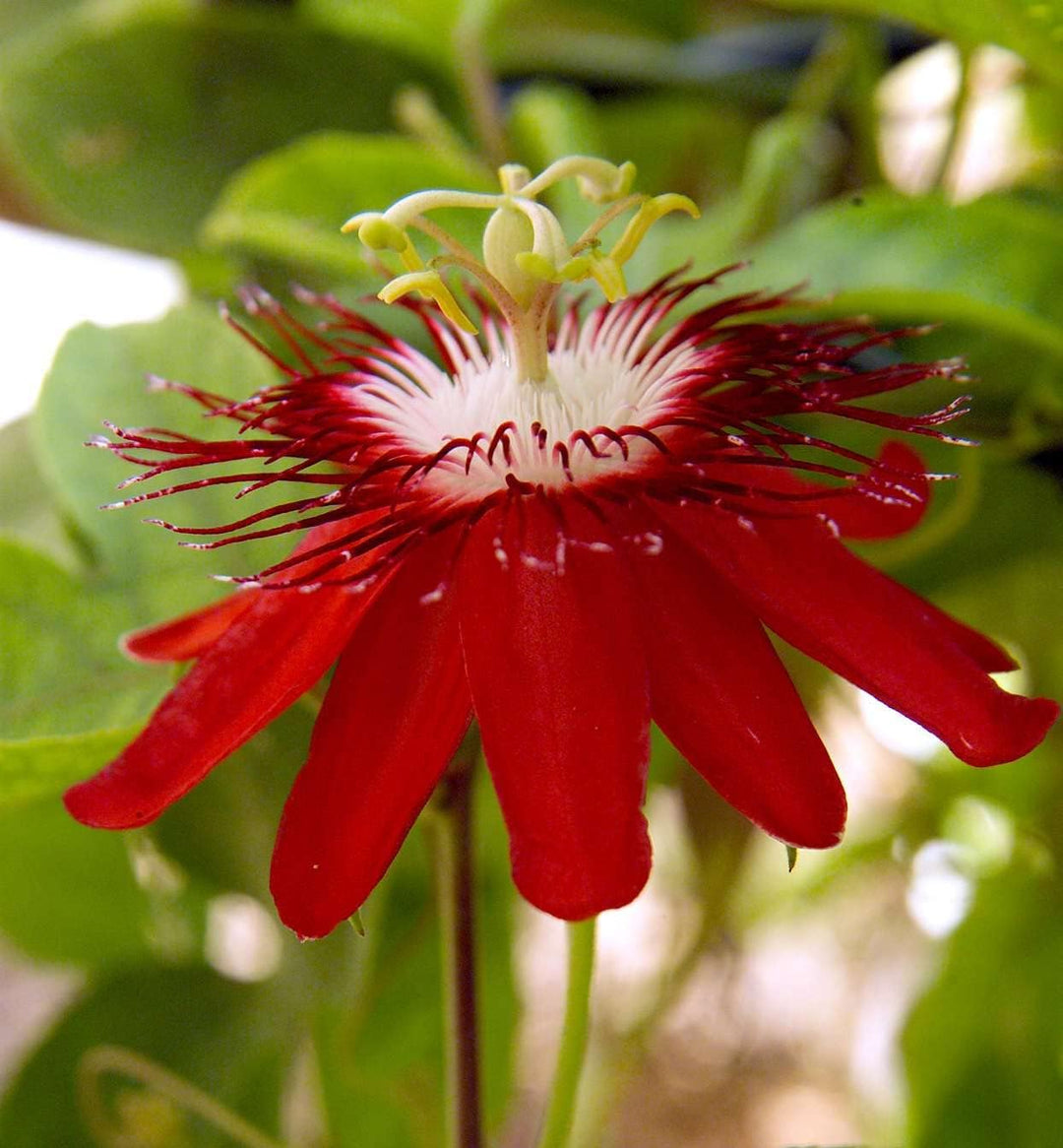 red passion flower seeds
