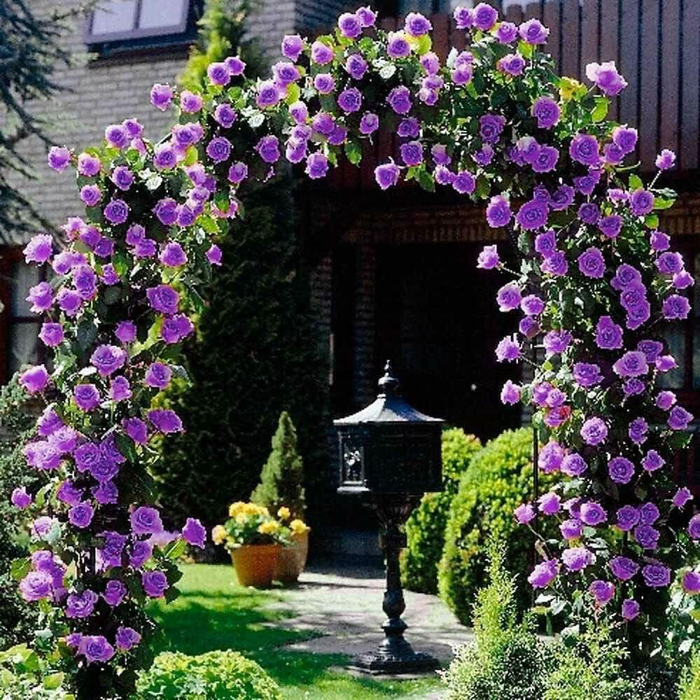 climbing rose flower seeds