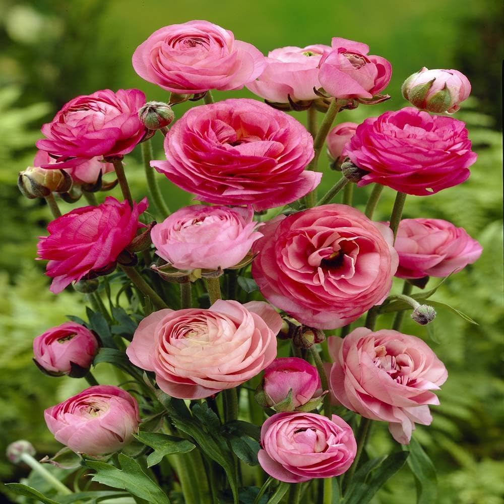 Baby Pink Ranunculus Blomsterfrø til udplantning, 100 stk