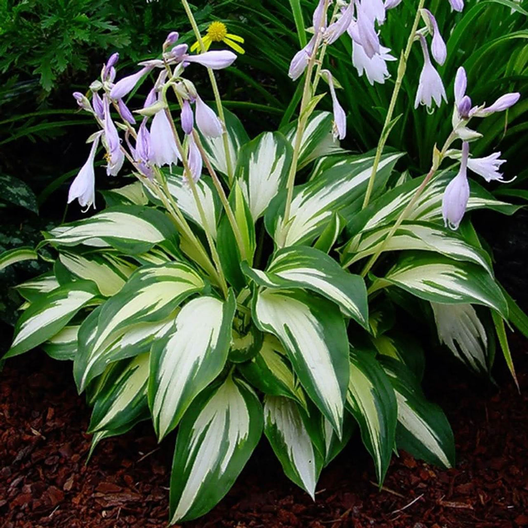 millennium hosta flower seeds