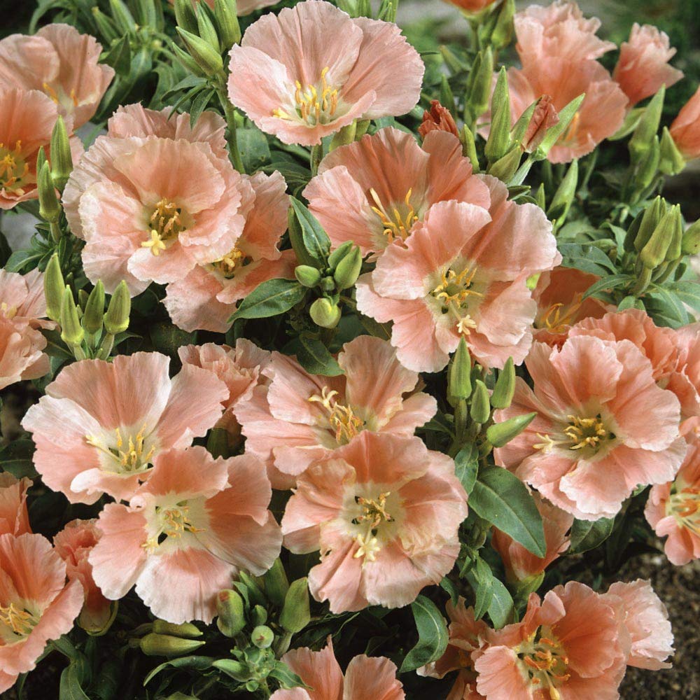 godetia grand flower seeds