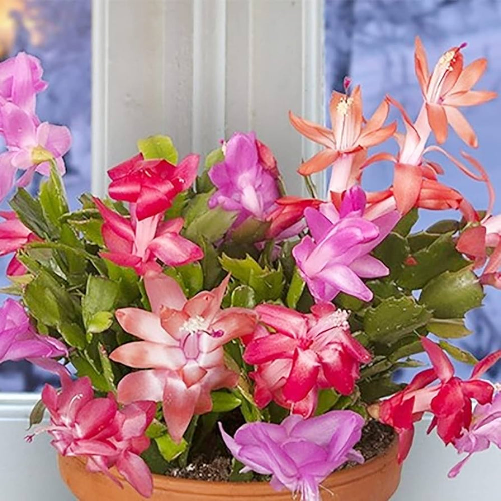 schlumbergera flower flower seeds