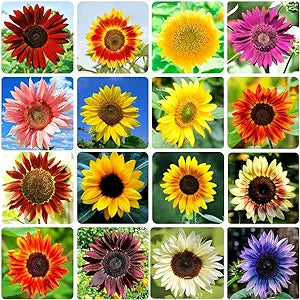 sunflower helianthus flower seeds
