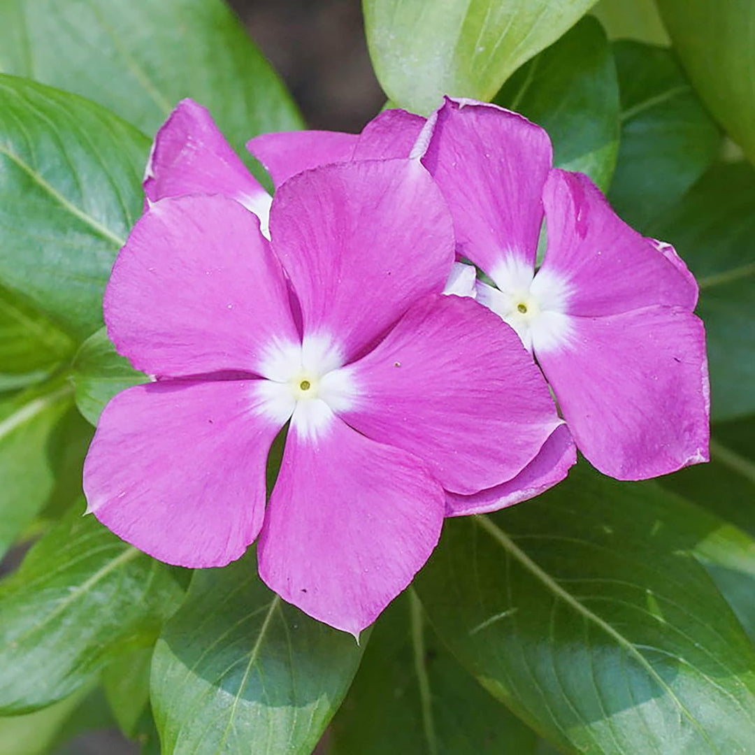 Tykke Pink Periwinkle Blomsterfrø til udplantning - 100 stk