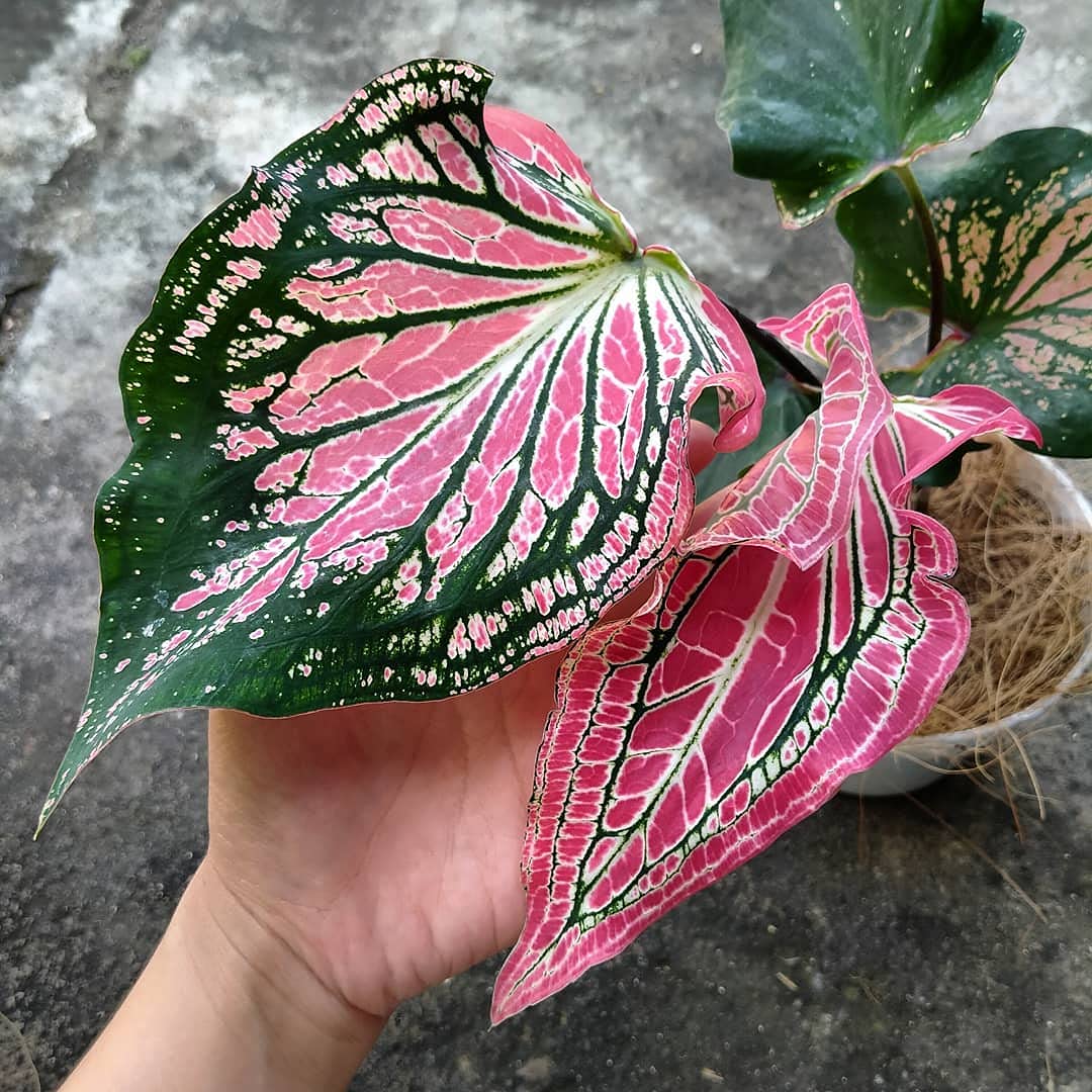 thailand caladium flower seeds