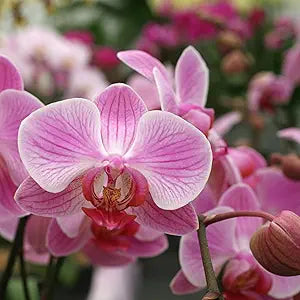 pink unique flower seeds