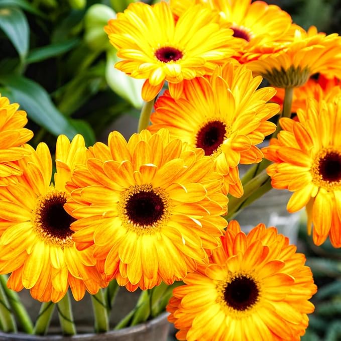 gerbera gerbera flower seeds