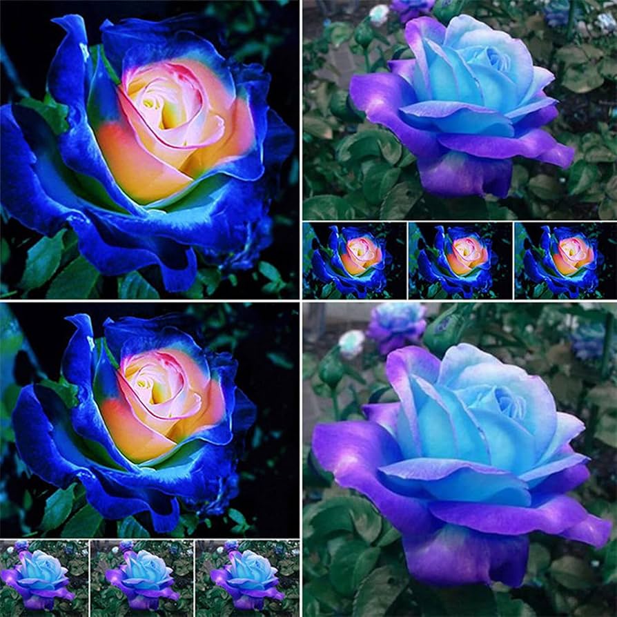 pink blue flower seeds