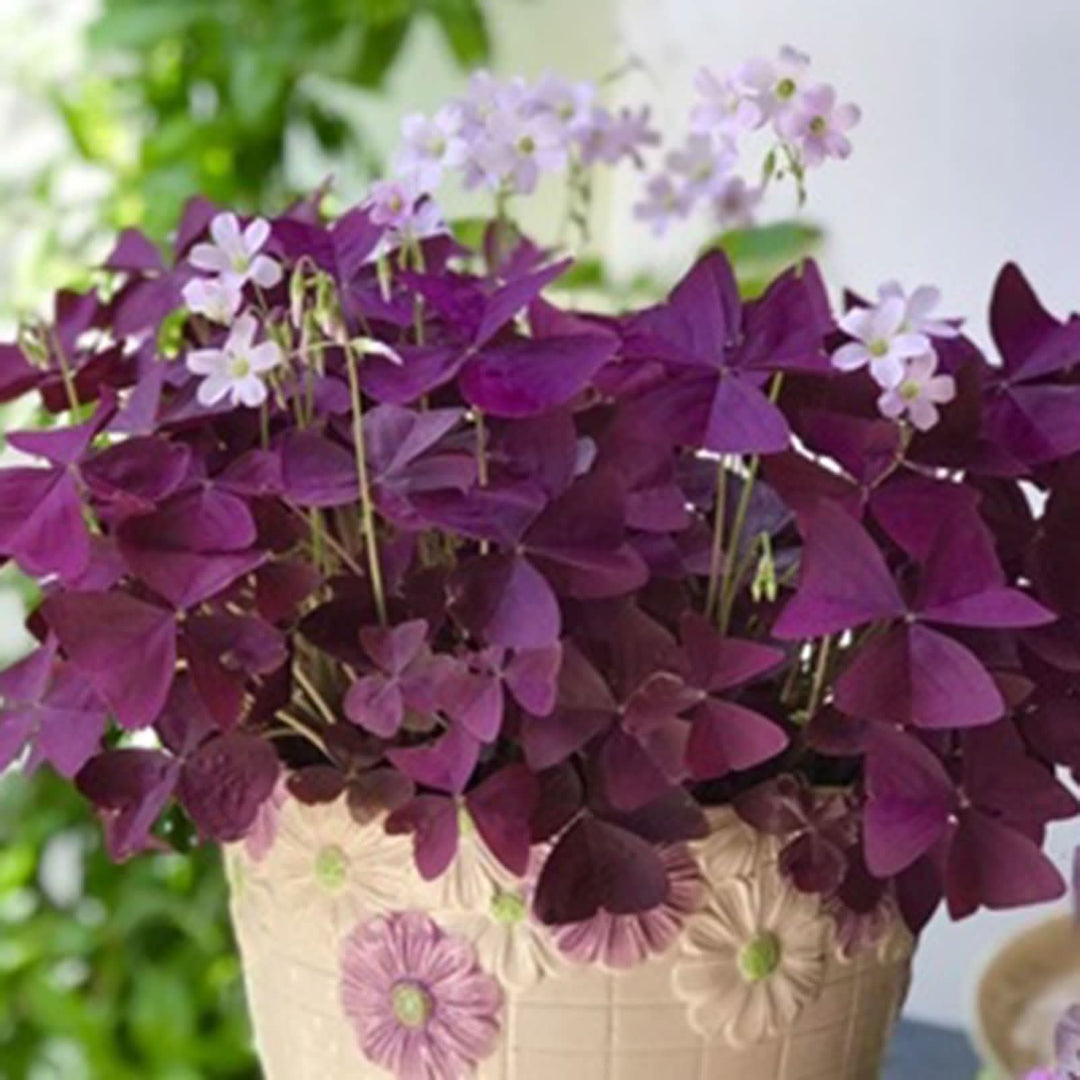 violet oxalis flower seeds