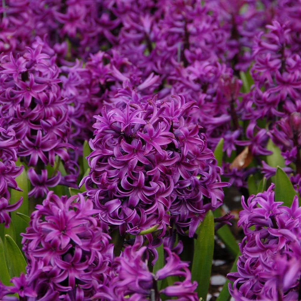 purple hyacinth flower seeds