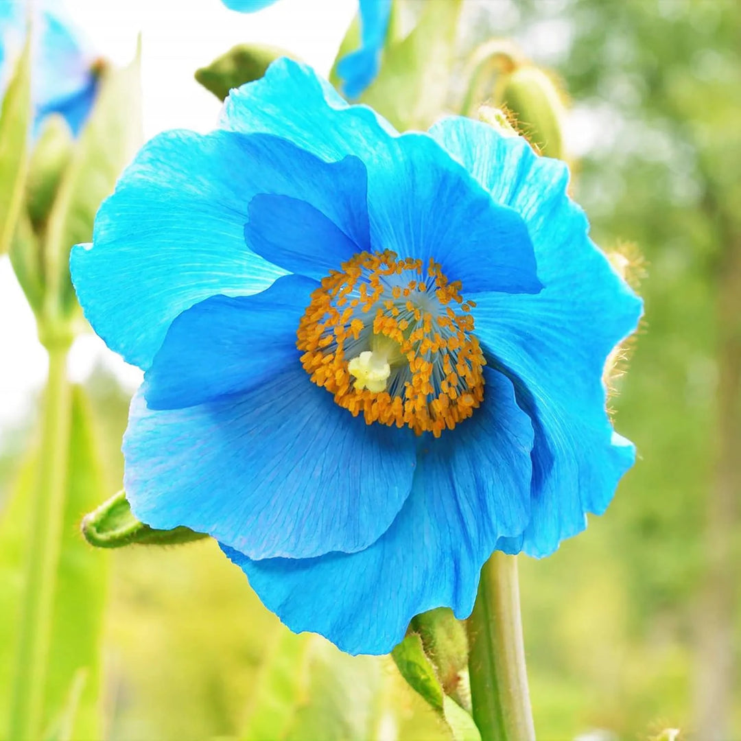 Double Hollyhock Sky Blue Flower Seeds for Planting 100 pcs