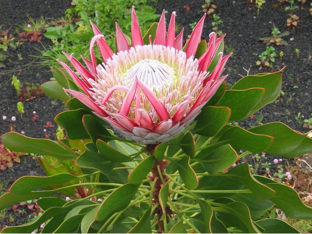 Flower Seeds, Seeds for Planting, Plant Seeds