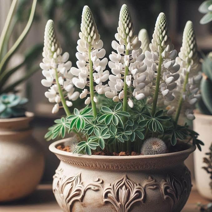 Heirloom Non-GMO White Bonnet Flower Seeds for Planting – Elegant Blooms for Garden Borders