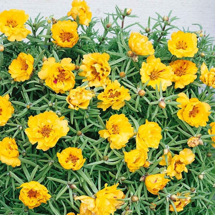 yellow moss flower seeds