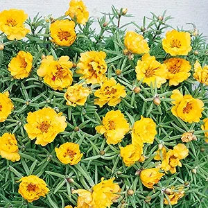 yellow yellow flower seeds