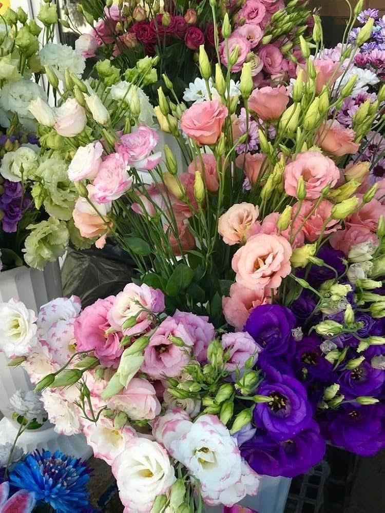 eustoma grandiflorum flower seeds