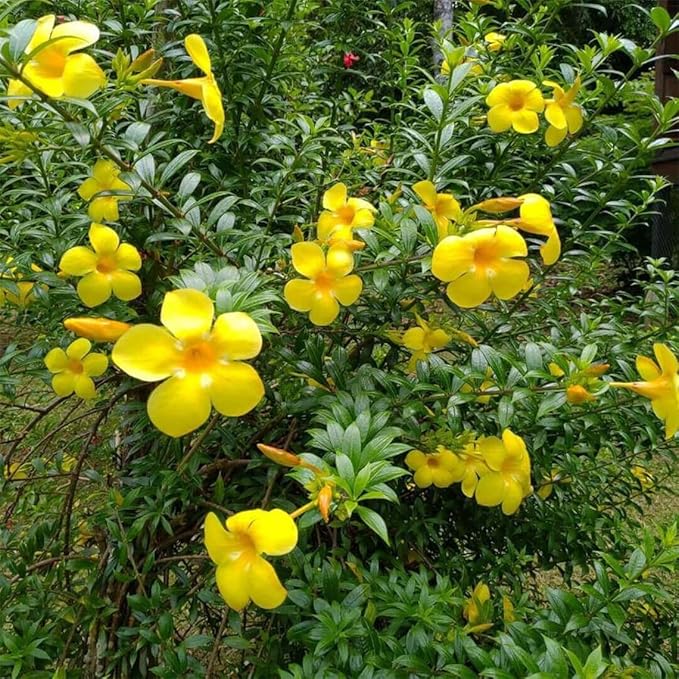 Yellow Allamanda Flower Seeds for Planting, 100 pcs