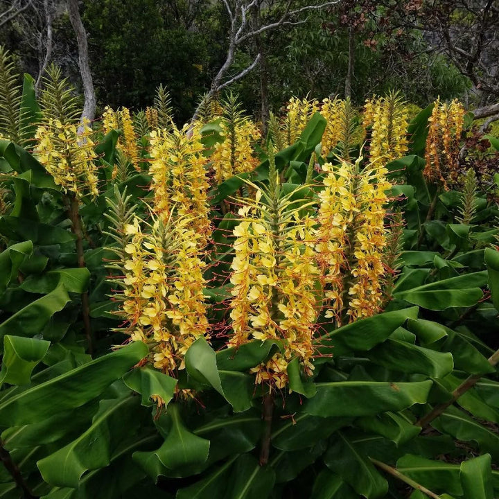 Flower Seeds, Seeds for Planting, Plant Seeds