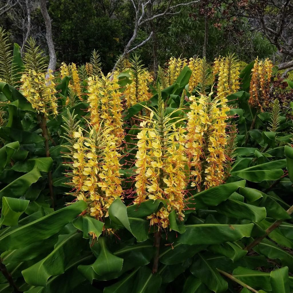 hedychium gardnerianum flower seeds