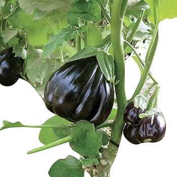 Futaba Giant Black Eggplant Seed for Planting, 100 pcs