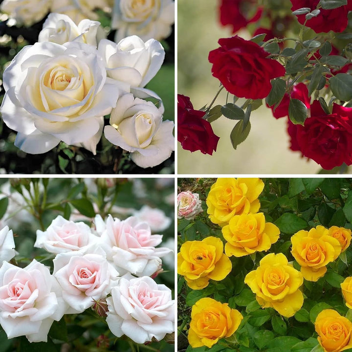 Blandet Hushave Rose Blomsterfrø til Plantning 100 stk