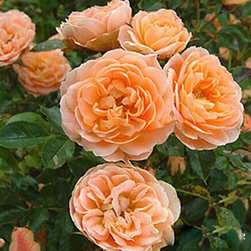 greenhouse climbing flower seeds