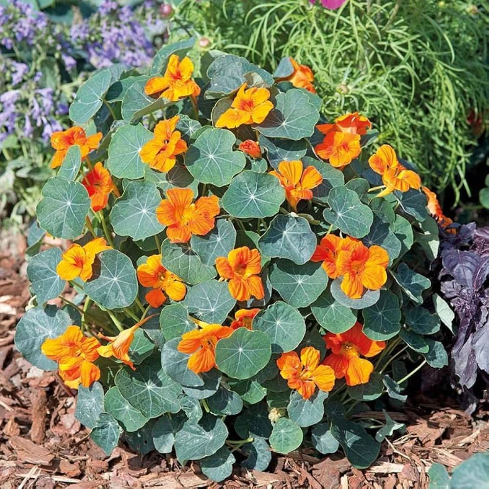 orange nasturtium flower seeds