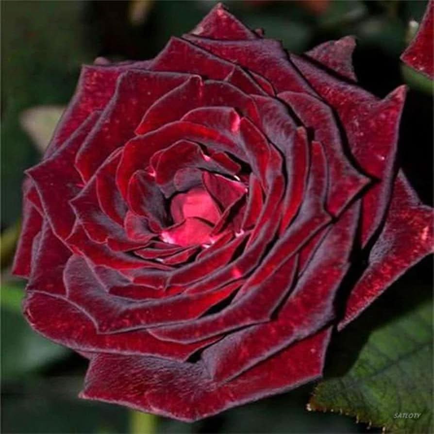 black rose flower seeds