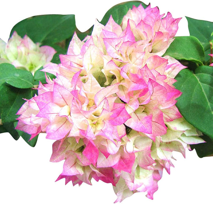 Climbing Bougainvillea Flower Seeds for Planting - 100 pcs