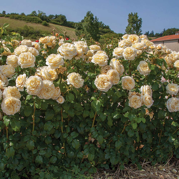 Moonlight Rose Blomsterfrø til udplantning - 100 stk