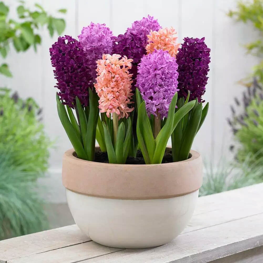 Hyacinthus Orientalis Frø til udplantning 100 stk