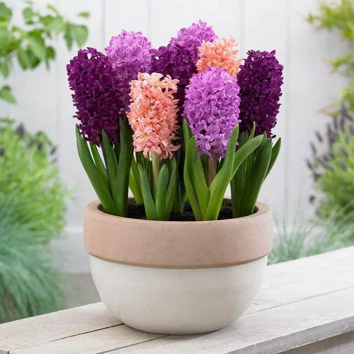 Hyacinthus Orientalis Seeds for Planting 100 pcs