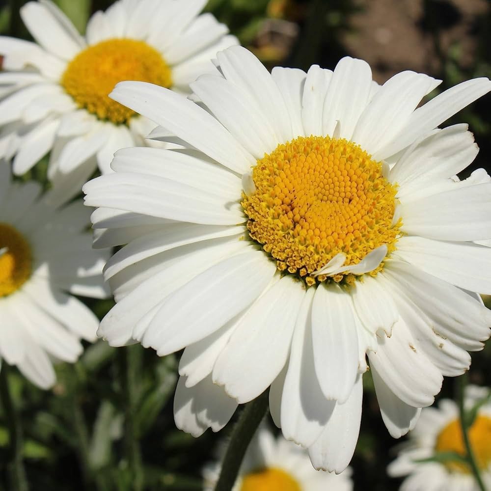 fragrant chrysanthemum flower seeds
