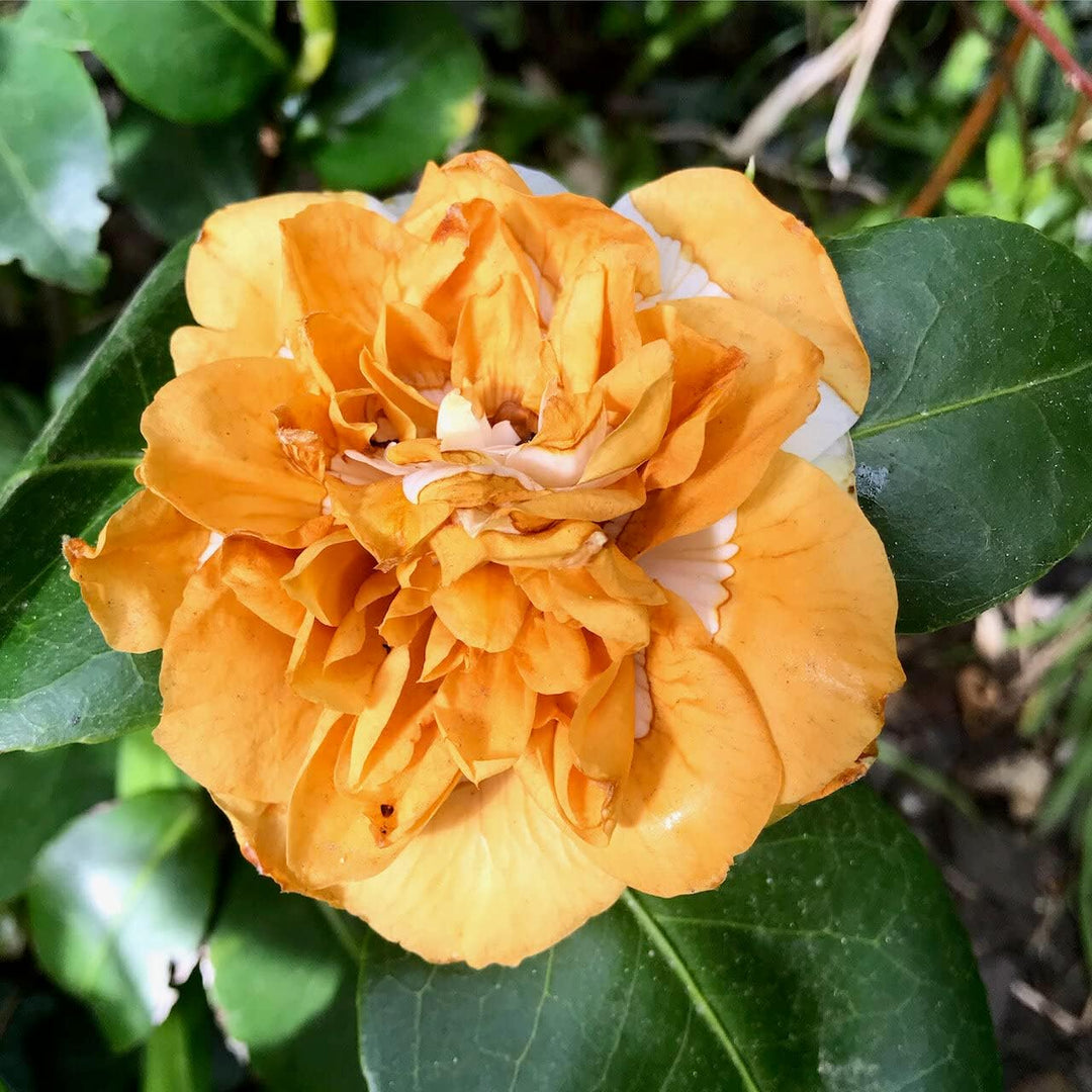 orange white flower seeds