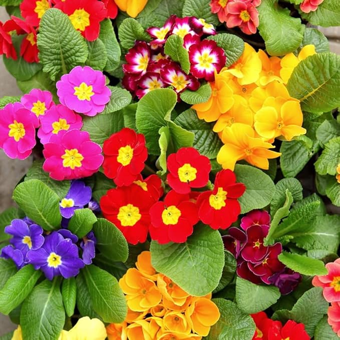 Heirloom Multi-Colored Primula Malacoides Seeds for Planting – Non-GMO, High Germination Organic Garden Seeds