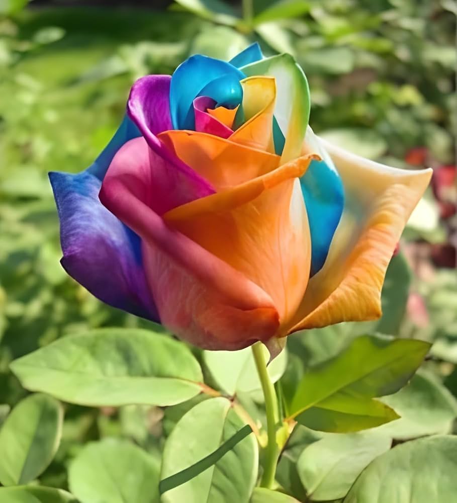 rainbow rose flower seeds