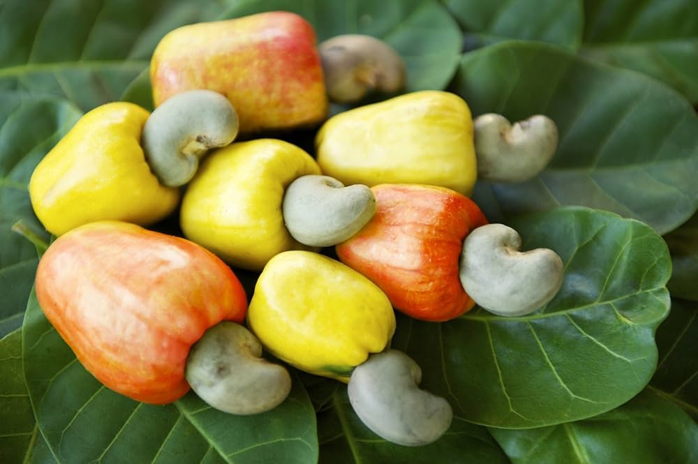 Cashew Nut Fruit Seeds - Grow Nutritious and Tasty Cashews in Your Garden  100 pcs