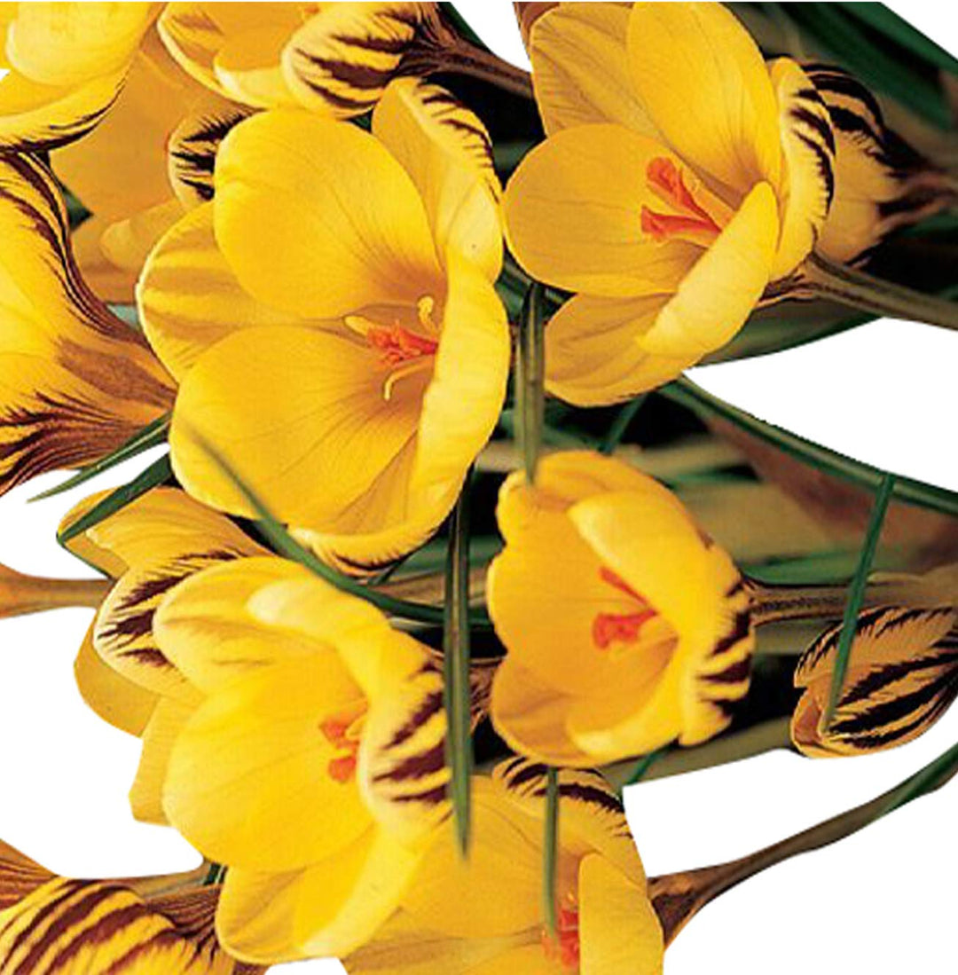 Yellow Crocus Flower Seeds for Planting - 100 pcs