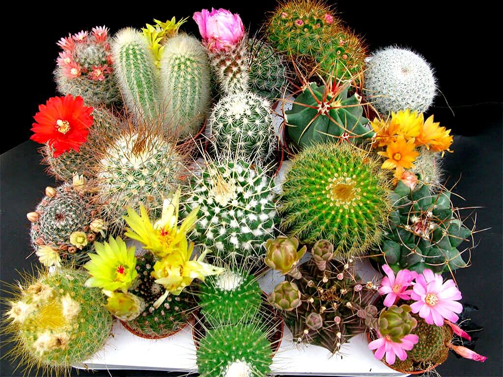 flowering cactus flower seeds