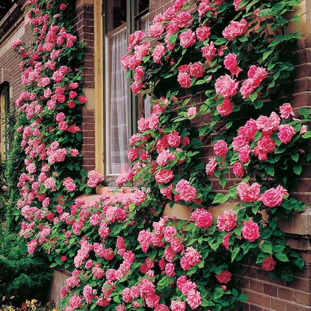 climbing rose flower seeds