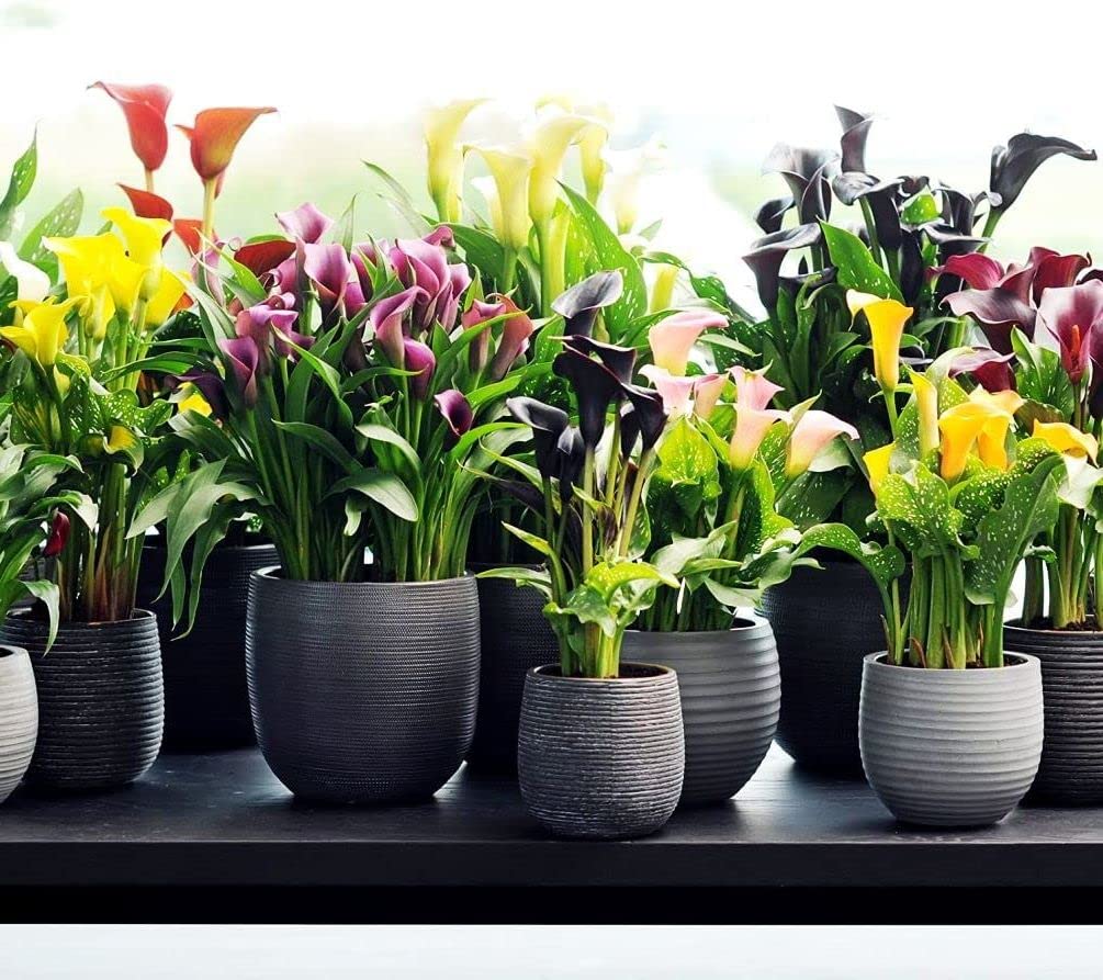 calla lily flower seeds