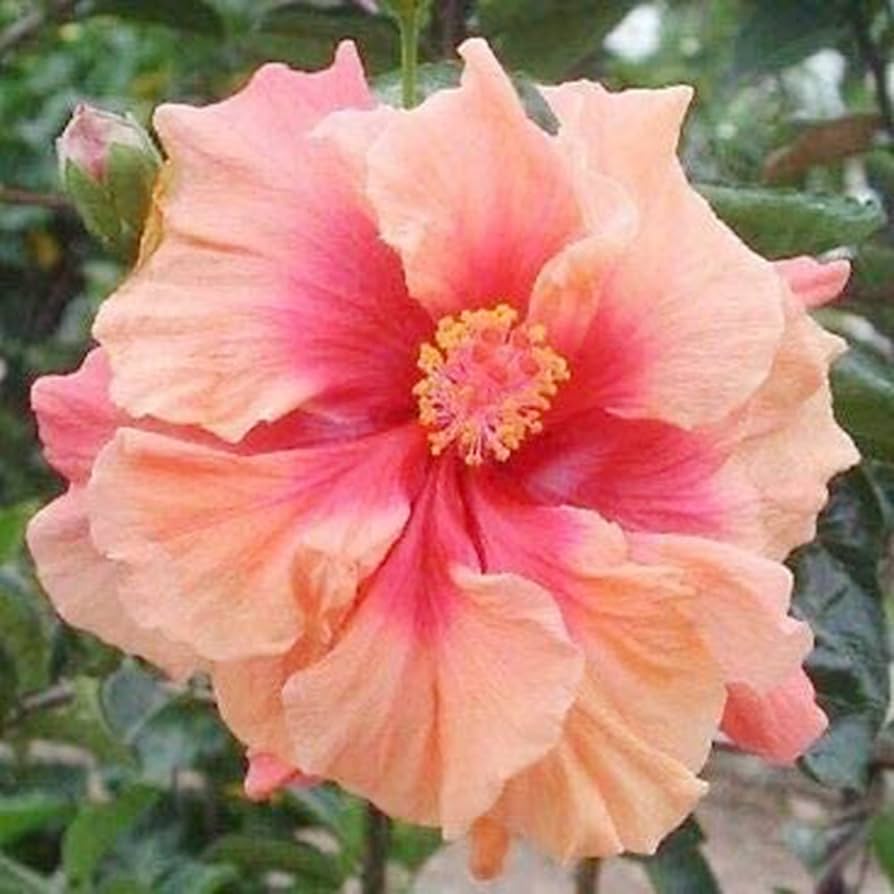 orange pink flower seeds