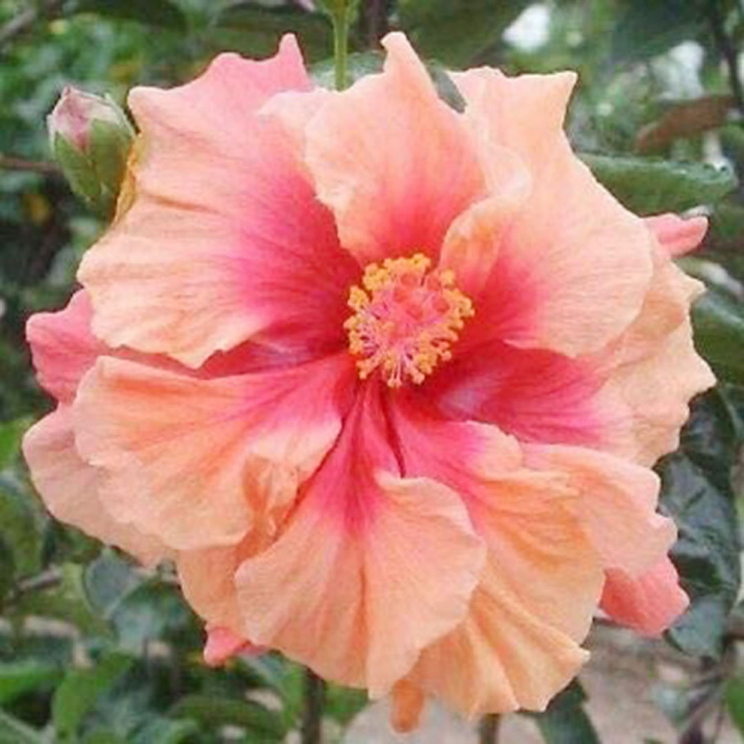 pink orange flower seeds