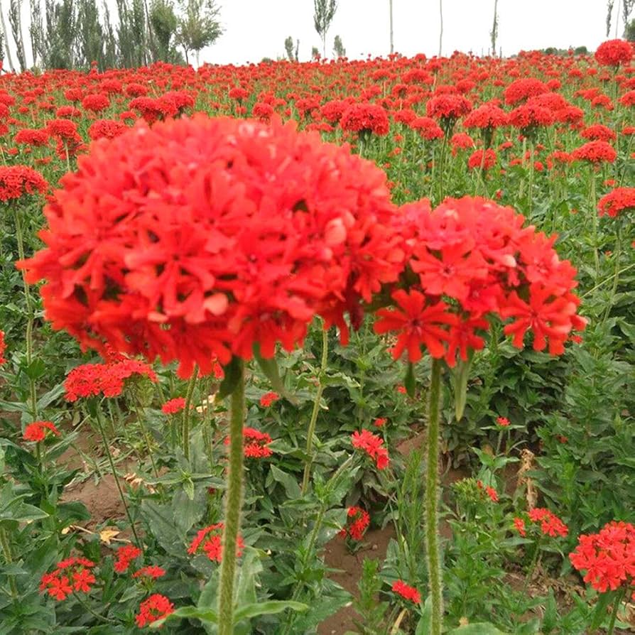 lychnis campion flower seeds
