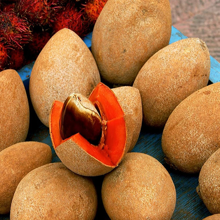 Sapote Seeds for Creamy, Sweet Tropical Fruits  100 pcs