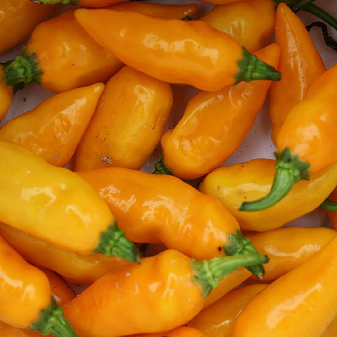 datil pepper flower seeds