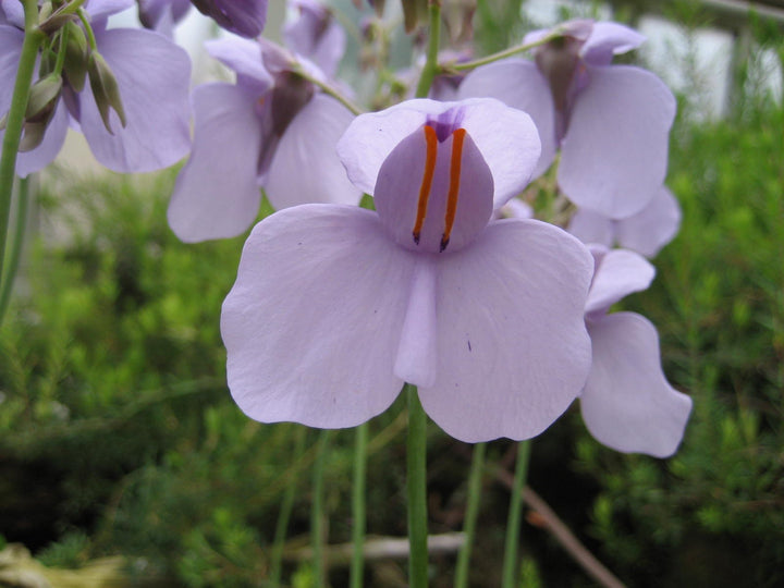 Utricularia blomsterfrø til udplantning, 100 stk